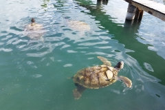 Cayman Turtle Farm, West Bay